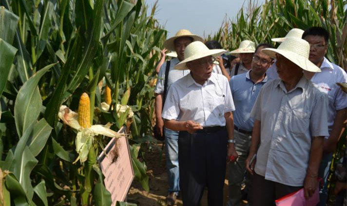 程相文与其他研究员探讨黄淮海玉米品种特性.png